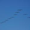 Image: Formation flight in Santa Barbara